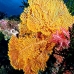 seafan_pc_v_0705_png2005.jpg
